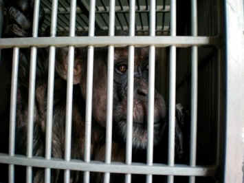 Jody sanctuary primate vivisection
