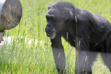 Jody sanctuary primate vivisection