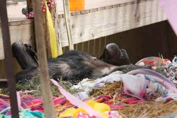 Jody sanctuary primate vivisection