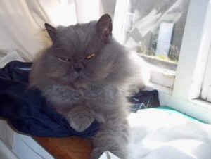 Woola friend companion cat