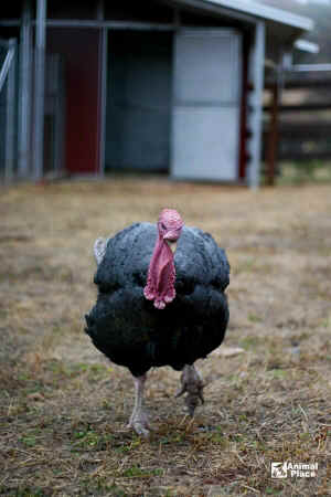 turkey Wyatt Animal Place rescue