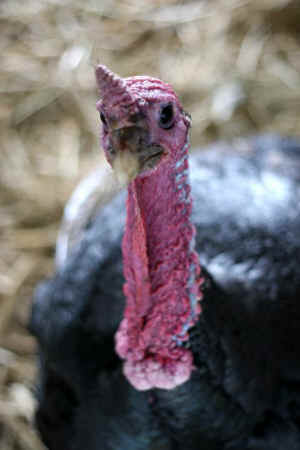 turkey Animal Place rescue