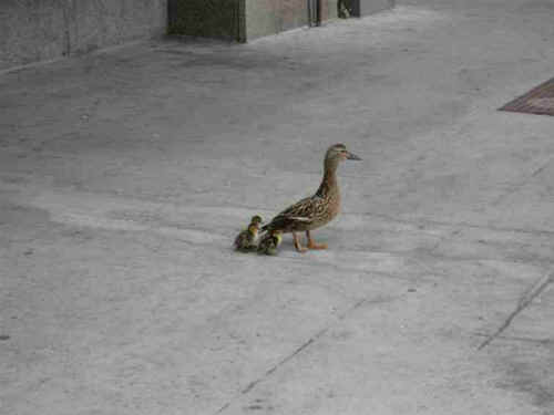 a-amazingduck-05