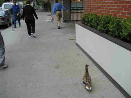 a-amazingduck-07