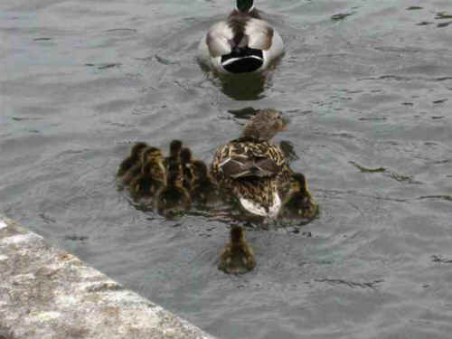 a-amazingduck-09