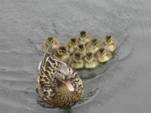 a-amazingduck-1-