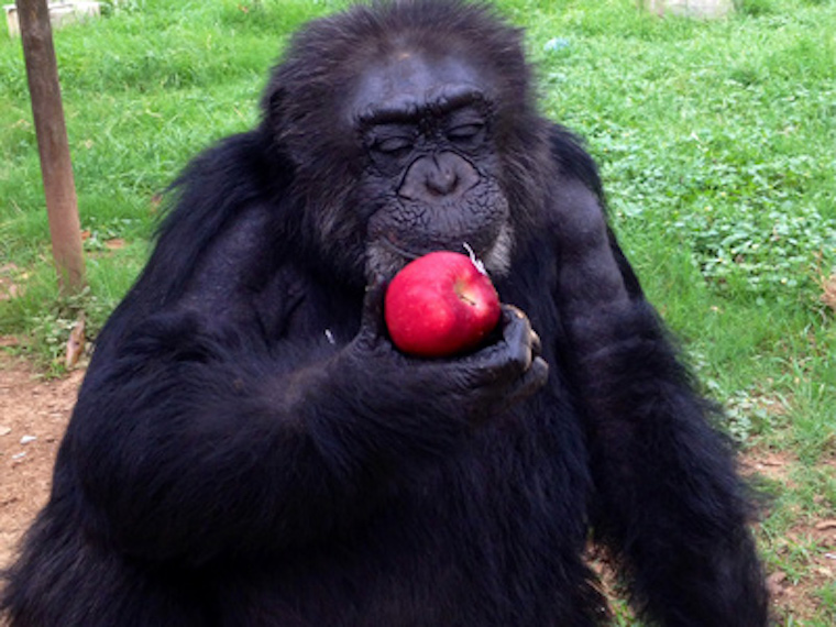 Chimp Amy
