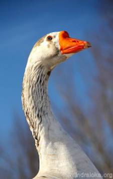 anahat goose
