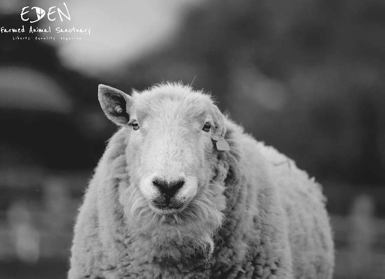 Sheep Andy