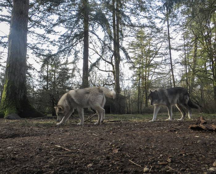 rescued wolves
