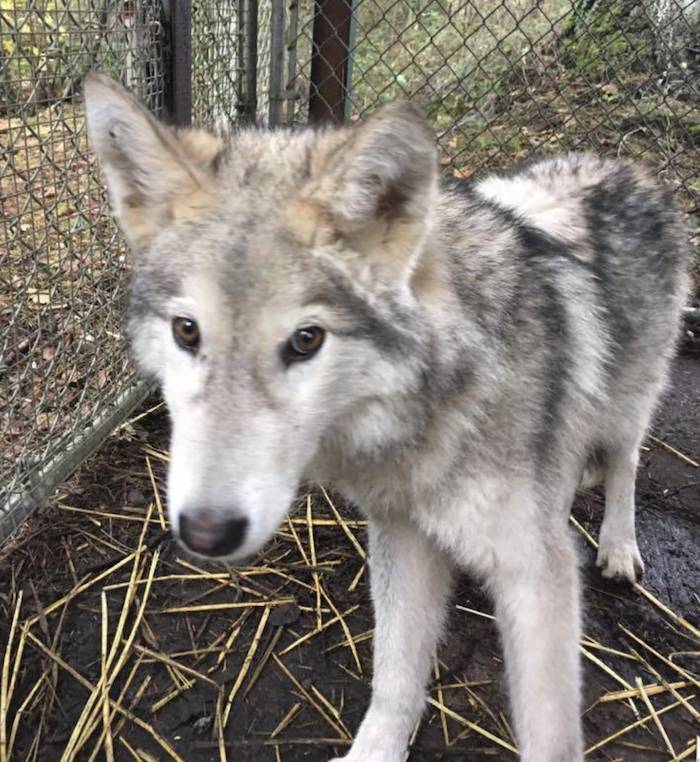 zoe rescued wolf