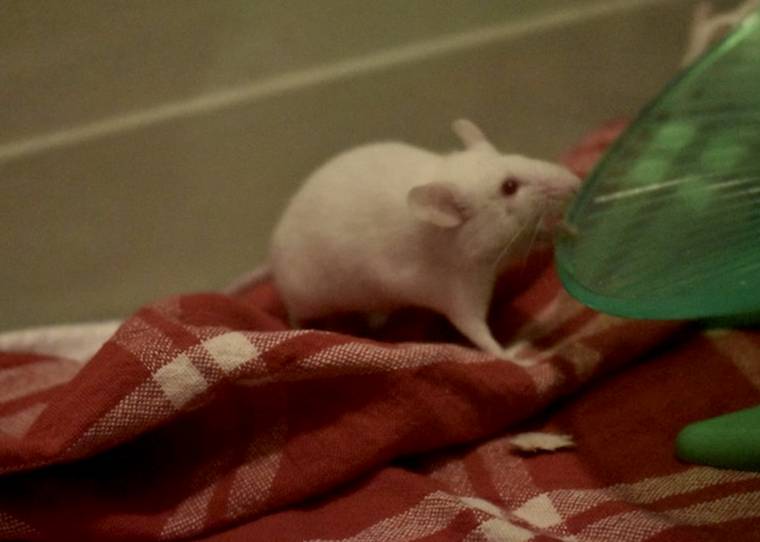 Assata Mouse