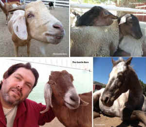 Gentle Barn rescues