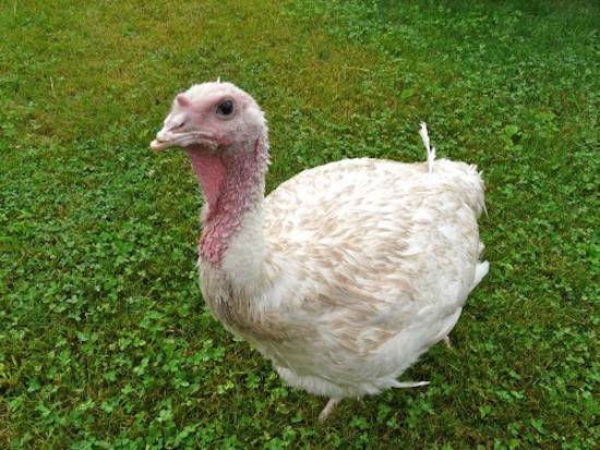turkey beatrice
