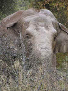 Annie asian elephant