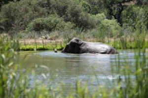 Annie asian elephant
