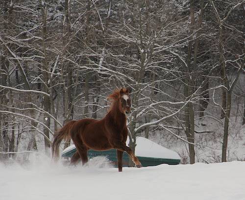 noah horse