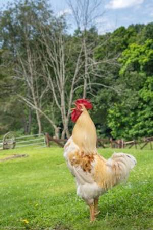 peabody chicken