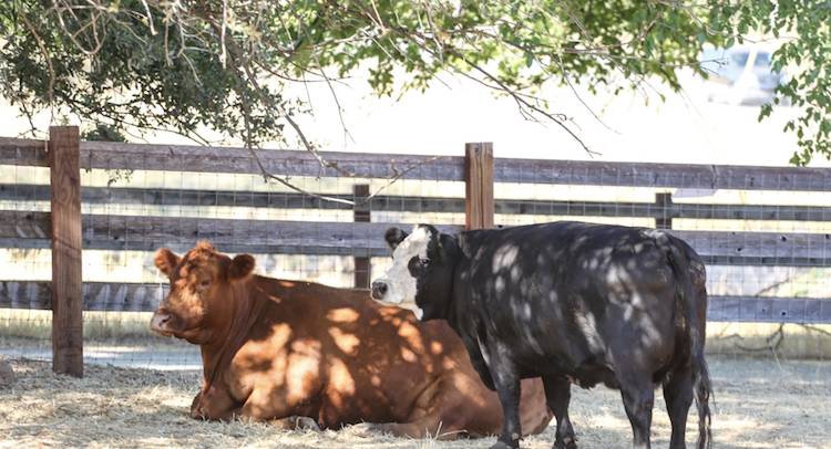 cows Azalea Daffodil