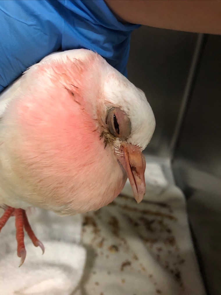 Pigeon Bloom