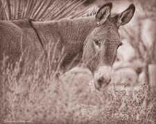 wild burro