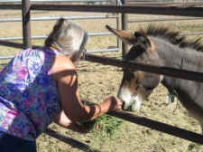 wild burro