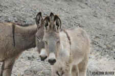wild burro