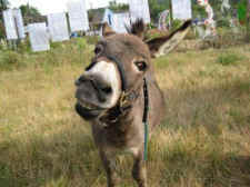 wild burro