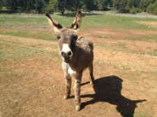 wild burro