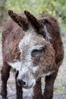 wild burro