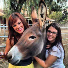 wild burro Sierra