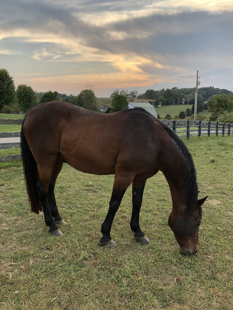 Horse Sherman