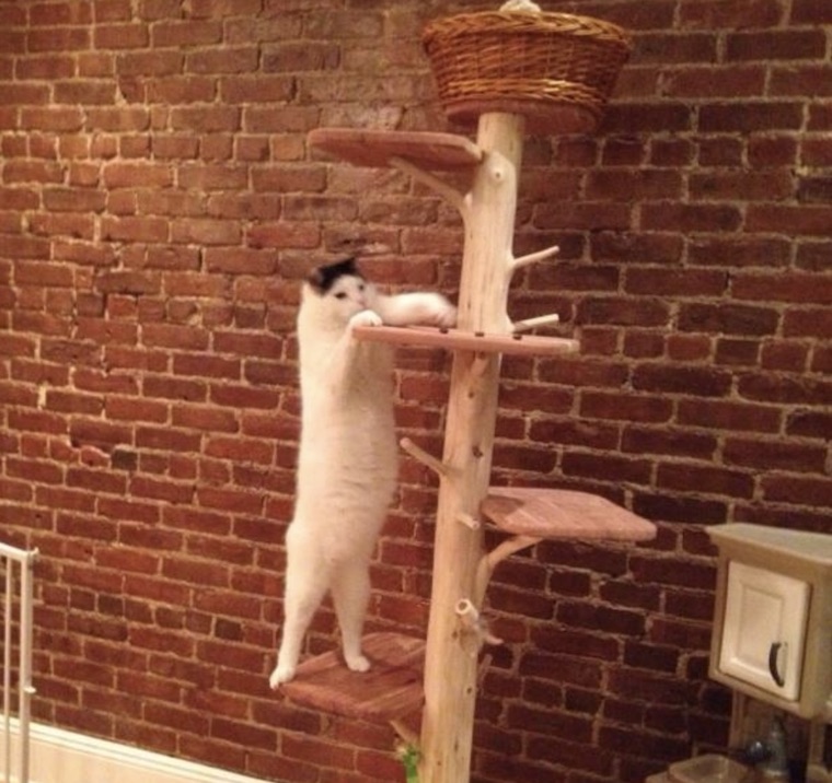 Kitten