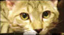 Koshka cat saved soldier
