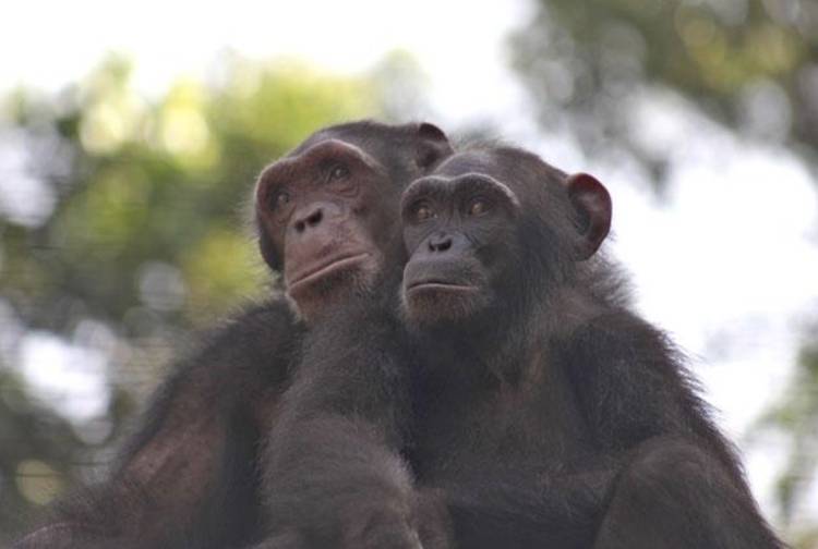 Akim and Muna