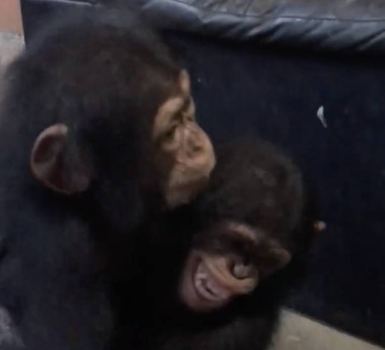 Happy Chimps
