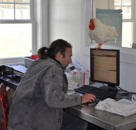 clyde rooster