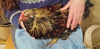 rooster rescues
