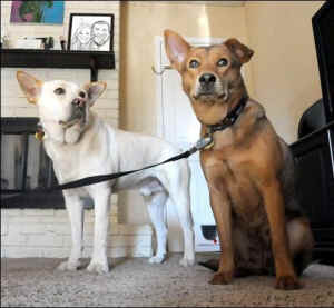 Michael Mountain dogs friendships