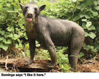 dominga bear rescue