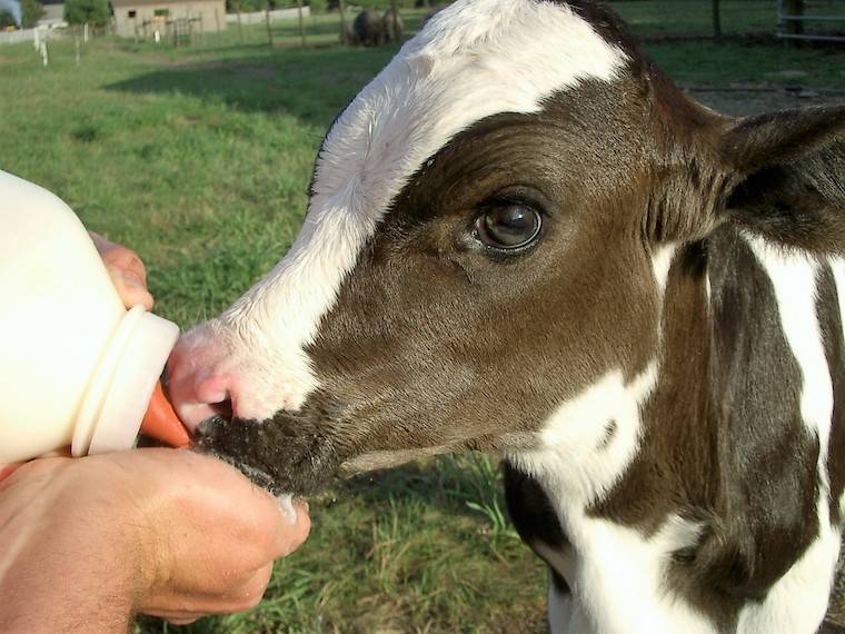 Dylan calf