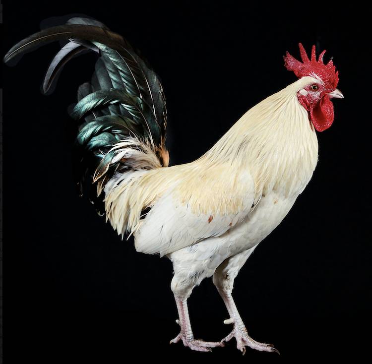 elvis rescued rooster