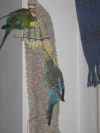 a-everycage-01_small