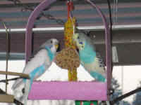 a-everycage-02_small