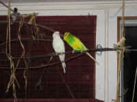 a-everycage-03_small