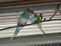 a-everycage-04_small