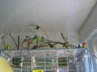 a-everycage-05_small