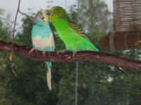 a-everycage-07_small