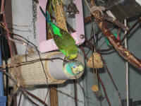 a-everycage-10_small