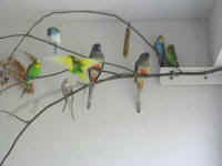 a-everycage-11_small